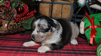 Maisie 12162025 2-2.jpg