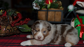 Ruger 12162025 6-2.jpg