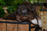 Hank 06272026-2.jpg