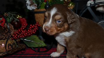 Diesel 12162025 -2.jpg