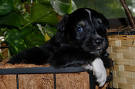 Raven 06272026 7-2.jpg