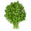 Thumbnail: Cilantro - 2Bunch