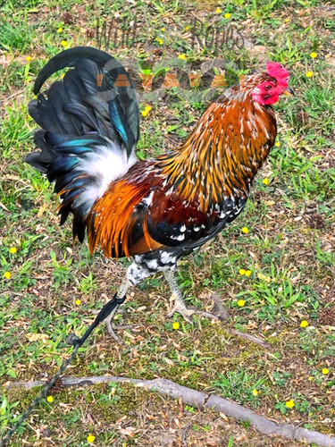 Spring Clips For Ropes And Ropes Rooster Ropes (Spring Clip) - Tie Cords for Gamefowl | Wild Line Ropes