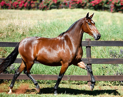 _JCO4149 Meirelles Turquesa.jpg