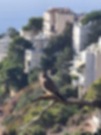  מקדמה לקורס מבוא בשפת הציפורים -אביב  בואדי לוטם 