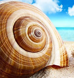 Le-conchiglie-autentici-capolavori-della