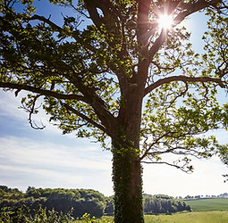 countryside.jpg