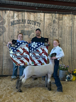Reserve Champion Market Lamb