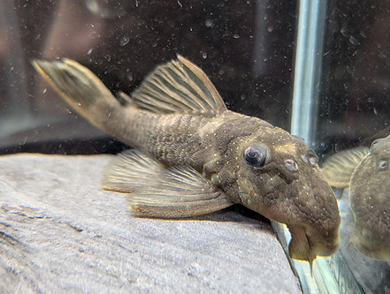 PXL_20260325_092018610.MACRO_FOCUS.jpg