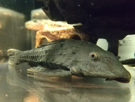 アーマードプレコ