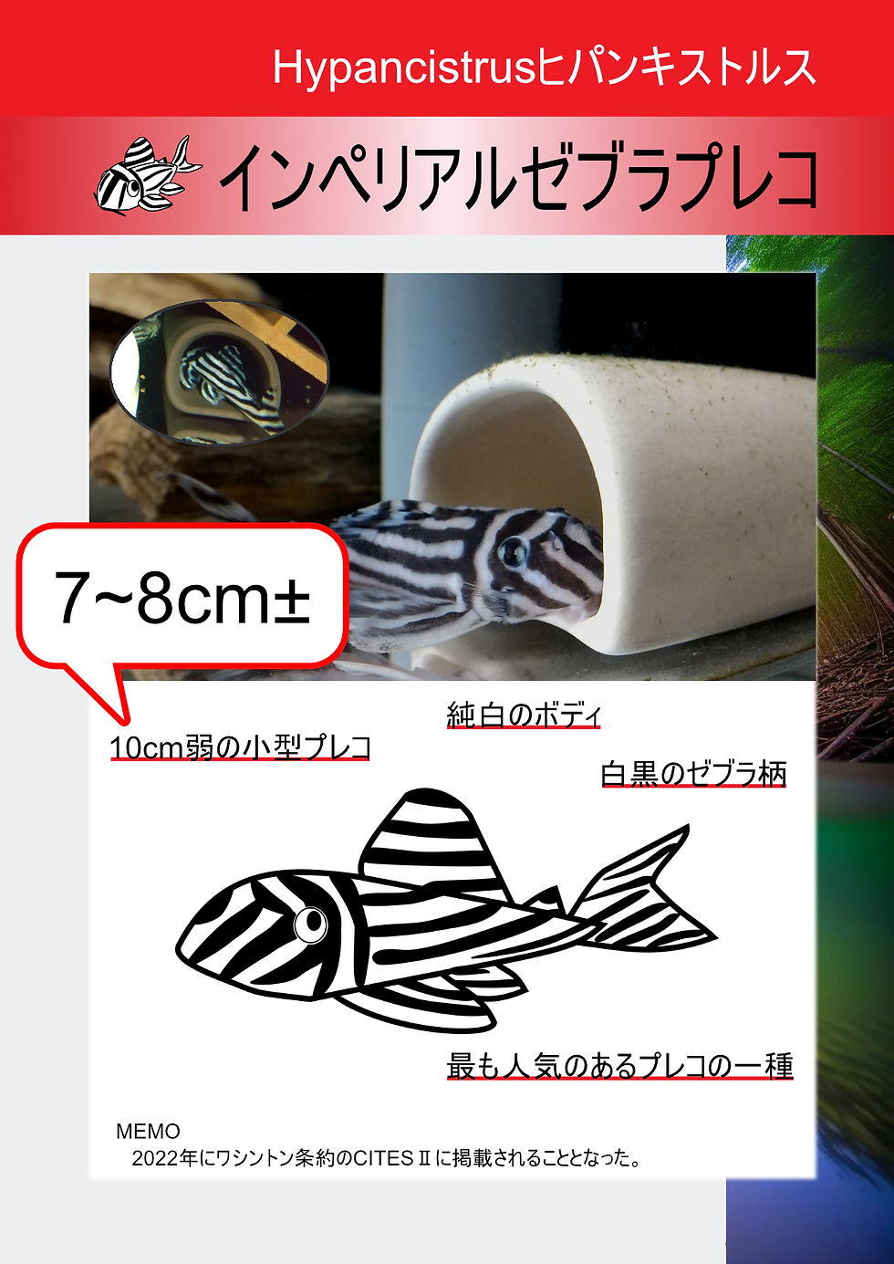弱
