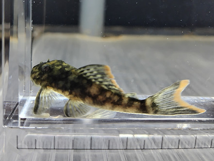 オレンジシームプレコ