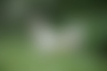 WHAT CHLORINATED CHICKEN TELLS US ABOUT BREXIT