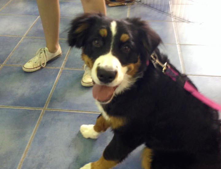 Canine Education Dog Training Montreal