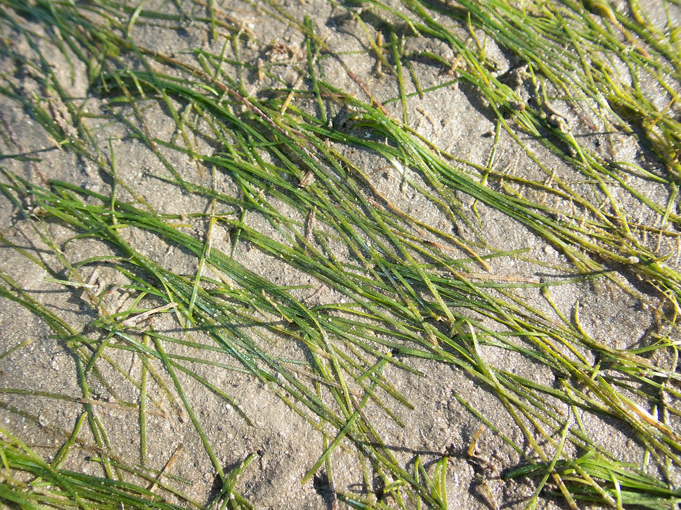 Seagrass meadows - Breannah Mitchell