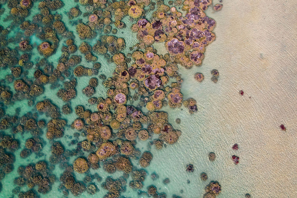 Hervey Bay Coral Reefs - Taken by Breannah Mitchell