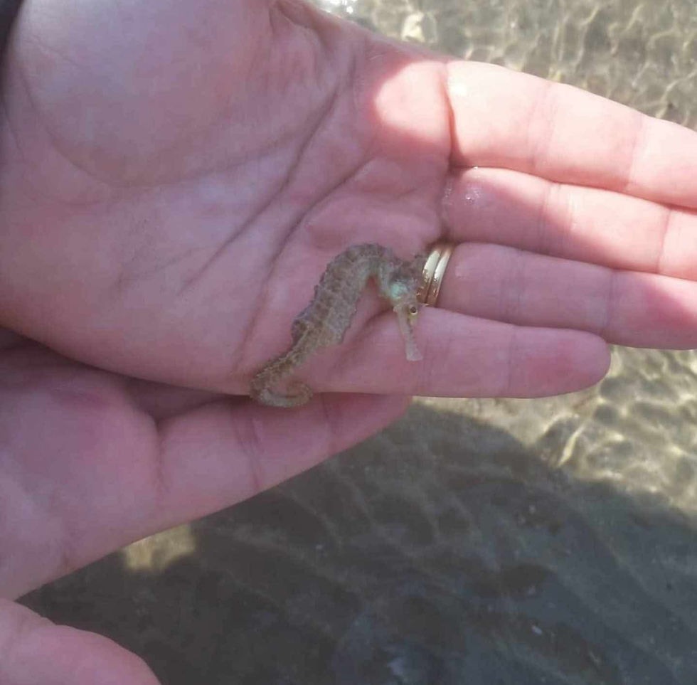 Endangered White Seahorse - Hervey Bay