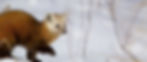 Pine Marten