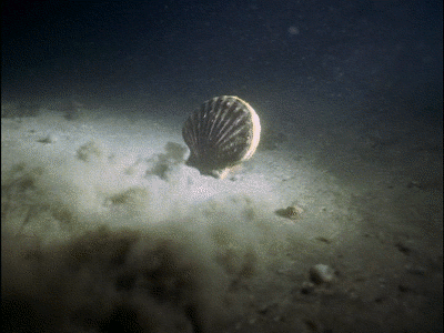 Scollops, swim by clapping their shells together to escape predators