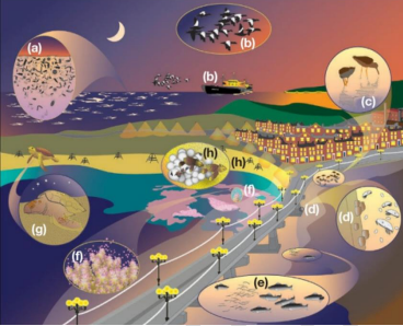 Diagram of some known impacts of ALAN on marine ecosystems