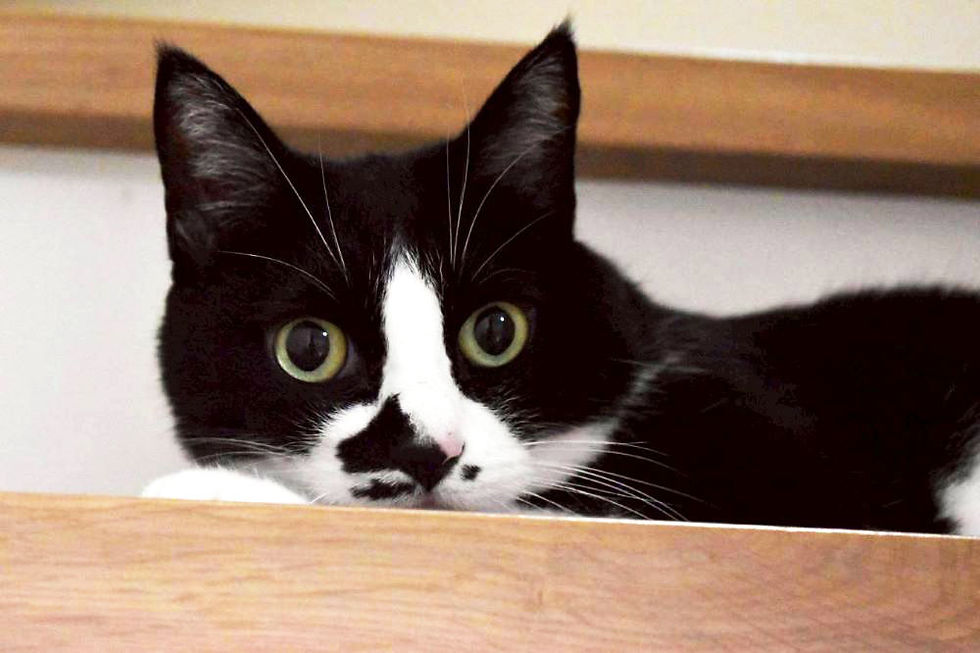 賃貸お部屋探しの埼玉エイブル朝霞台店