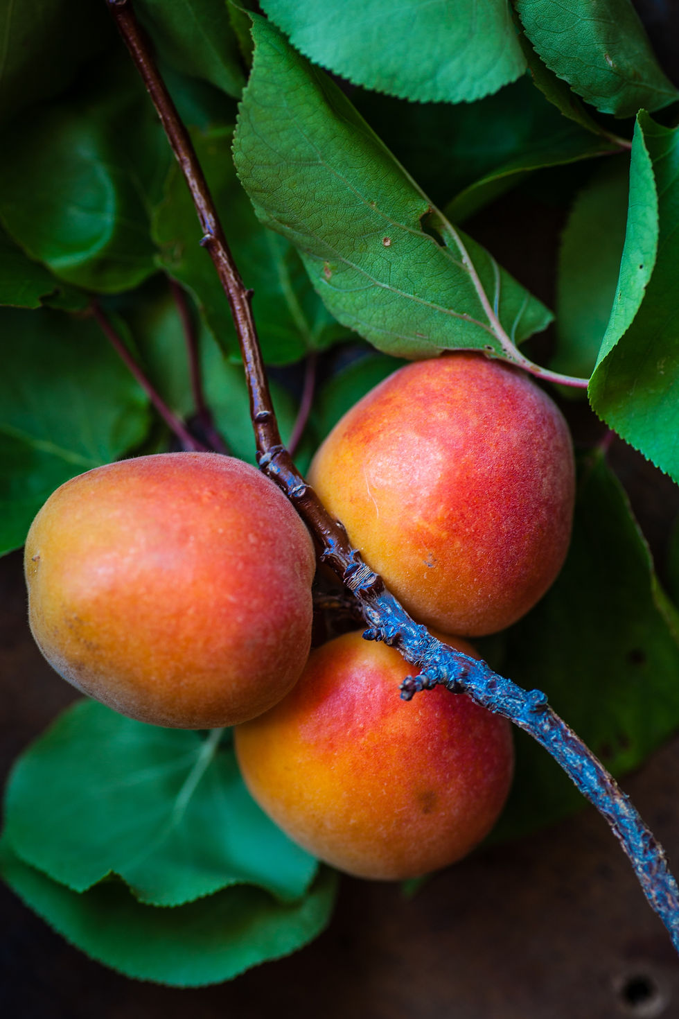 Mangosalsa