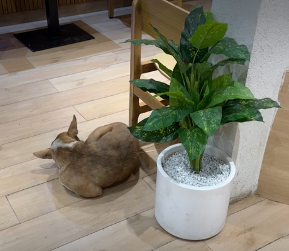 a dog sleeping inside a cafe