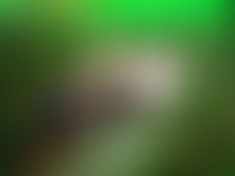 Jian Guo Holiday Flower Market (建國假日花市): Where Fuming Desires Metamorphose into Fragrance