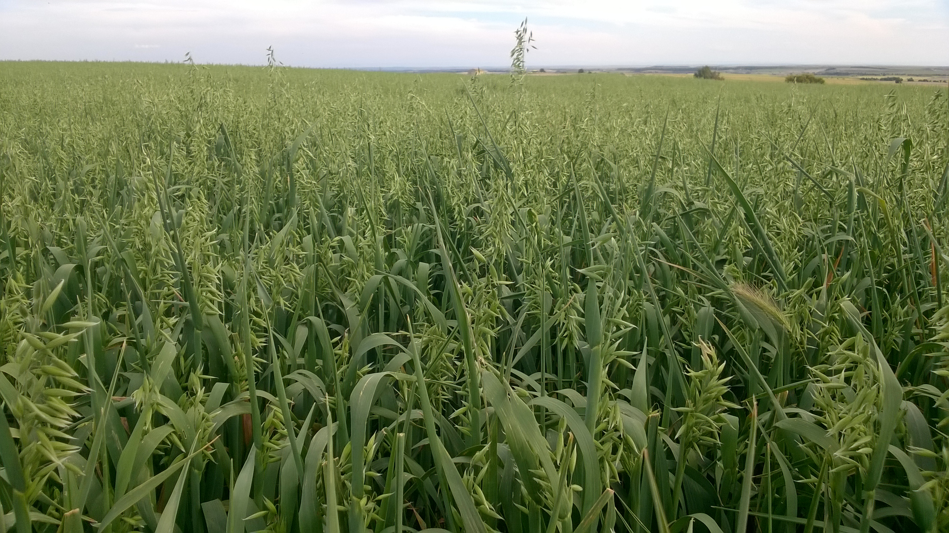 GJ Organic Farming - C.de Monegros