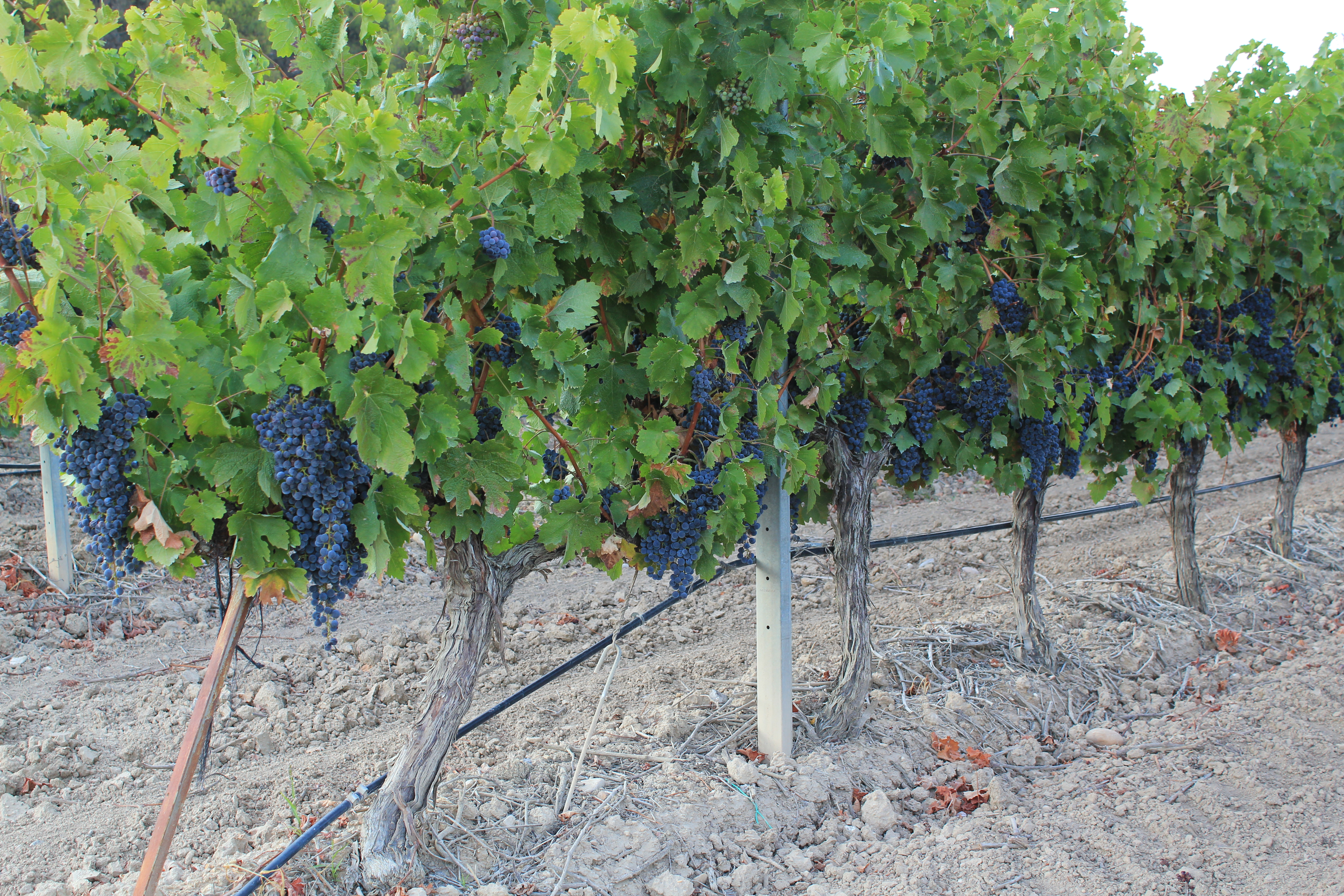 HEMOSTAR for VINE Growing