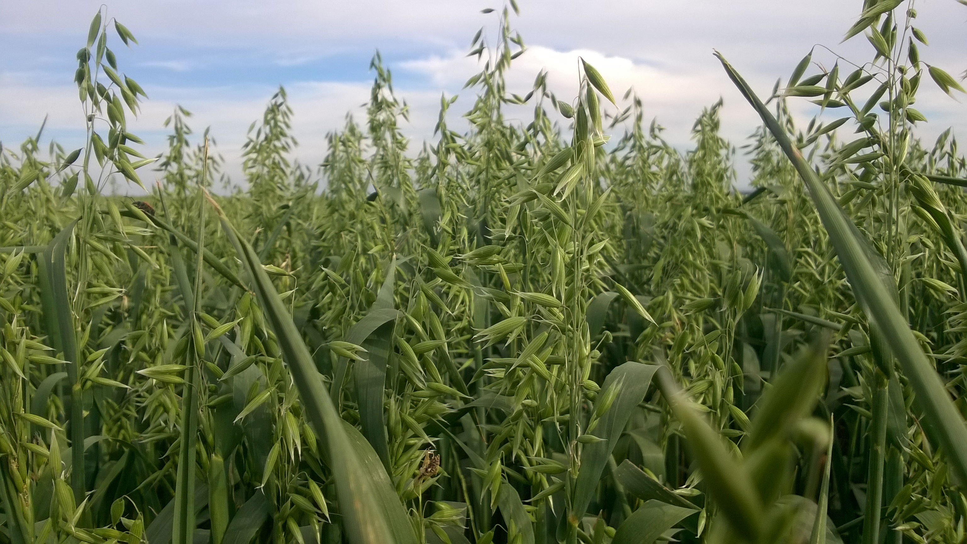 GJ Organic Farming - C. de Monegros