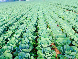 Galeria do Campo A Vida nas Roças de Repolho e a Rotina do Barracão