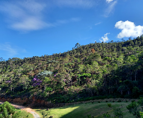 Restauração Florestal.heic