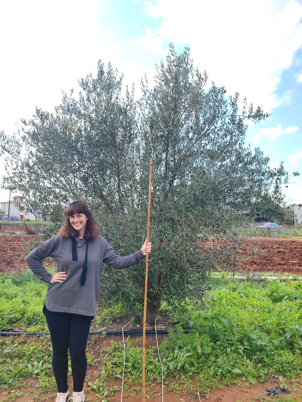 Registration Phase in Argolida