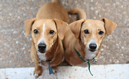 Best Santa Barbara Pet Sitting