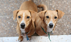 Brown Dogs