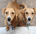 Brown Dogs