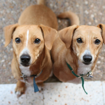 Zwei hellbraune Hunde