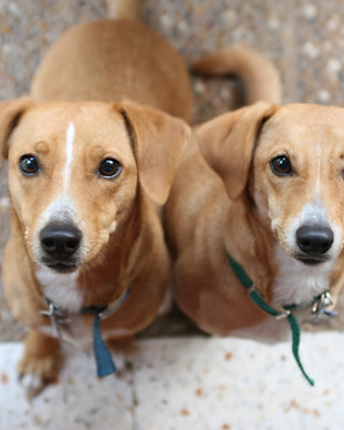 Brown Dogs
