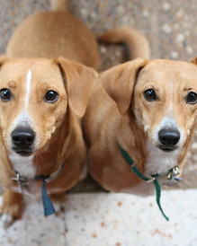 Brown Dogs