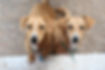 Professional Dog Sitting Services
