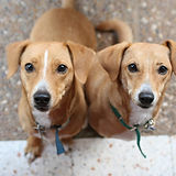 Brown Dogs