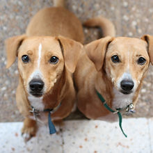 Brown Dogs