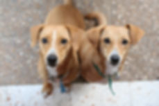 Brown Dogs