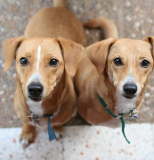 Group Dog Training Classes