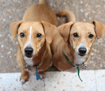 Brown Dogs