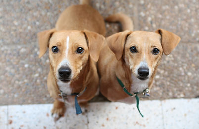 Brown Dogs