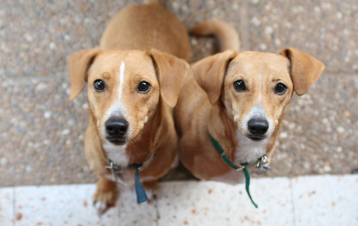 Perros Brown