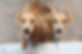 Brown Dogs