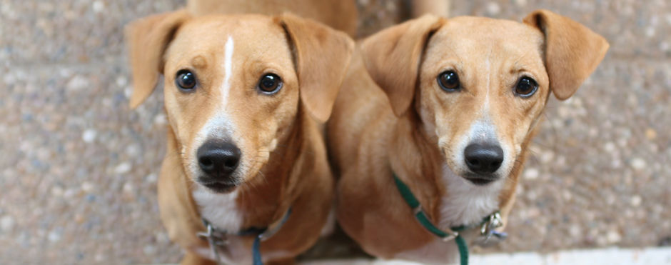 Brown Dogs